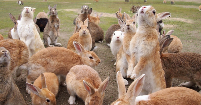大久野岛游客太多不断喂饲，兔子数量急增争地盘受伤。网图