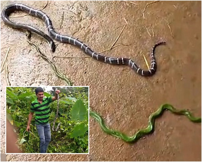 印度喀拉拉邦一條1米金環蛇吞下1.4米藤蛇。(網上圖片)