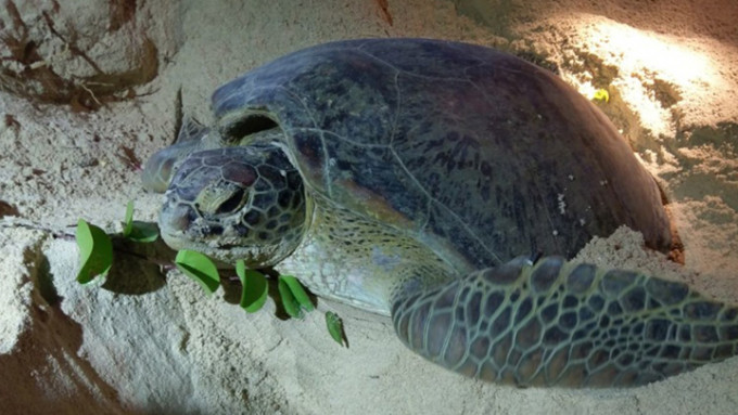 綠海龜是在本港受保護的瀕危物種。資料圖片