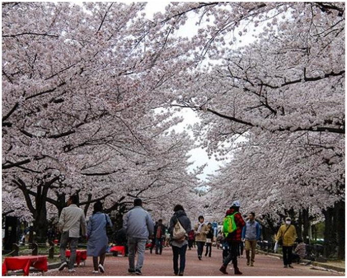 今年樱花季3月下旬到4月下旬。网图