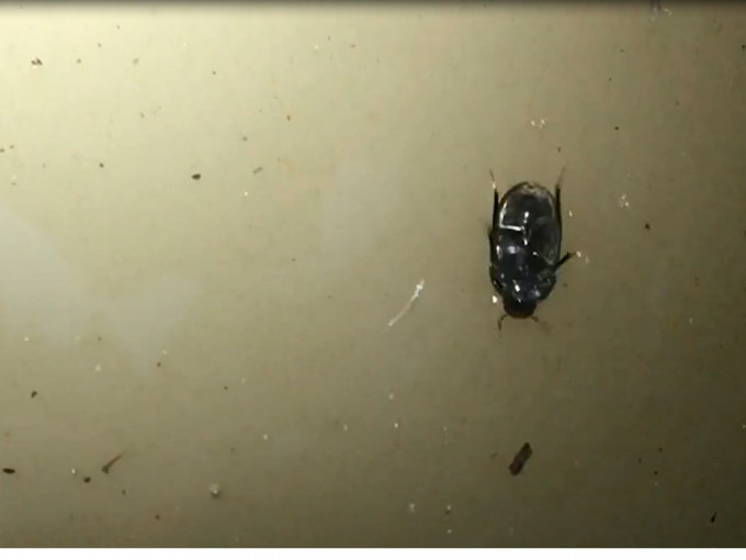 澳洲科学家发现新品种水生甲虫，能在水面下方「颠倒奔跑」。短片截图