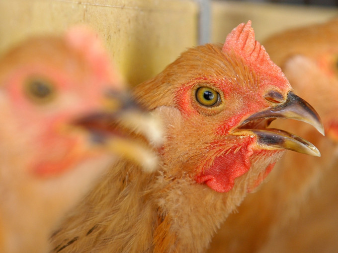 內地新增2宗人類感染甲型禽流感（H5N6）個案。資料圖片