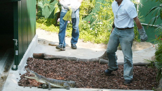 八鄉蓮花地早前(4月30日)捕獲的一條鱷魚，評估後，該條鱷魚為雌性，身長約1.9米，體重約35公斤，估計為四歲左右的暹羅鱷。資料圖片