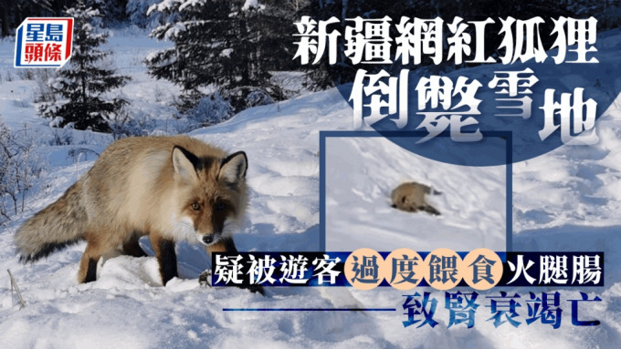新疆喀纳斯景区狐狸在雪地中倒毙惹关注。