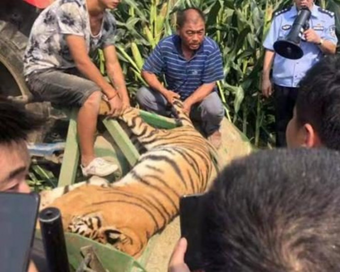 其中一隻老虎被捕獲。網圖