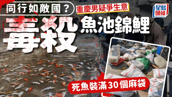 重庆公园满池锦鲤翻肚亡「装满30麻袋」　因一男子忌妒下毒︱有片