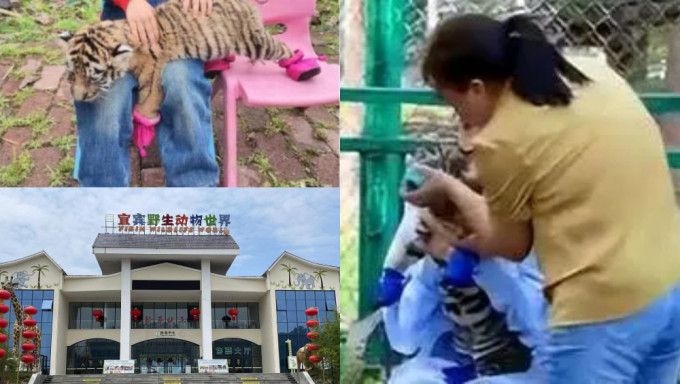 四川动物园幼虎戴嘴套脚套与游客合影，网传一次收50元人民币。
