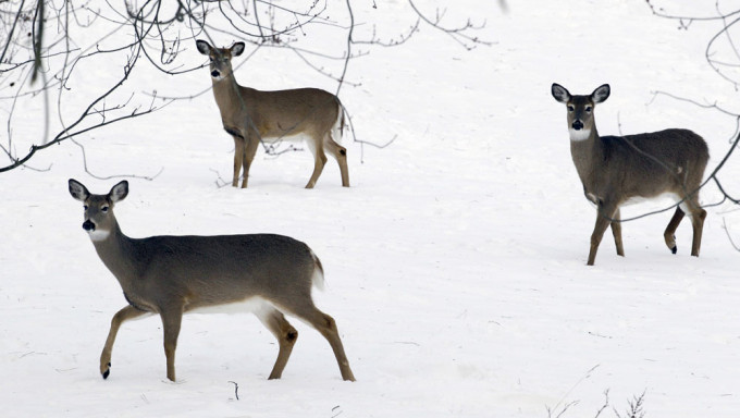 美國白尾鹿群體驗出Omicron。AP圖片