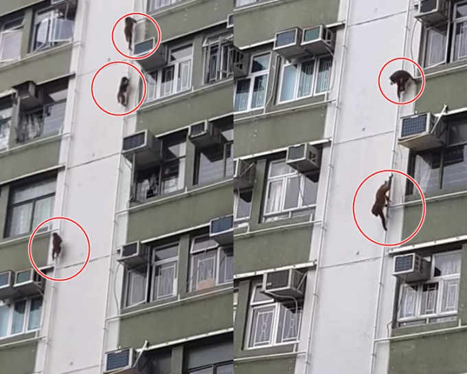 红圈是正在外墙爬水管的猴子。网民Tony Lam fb片段截图