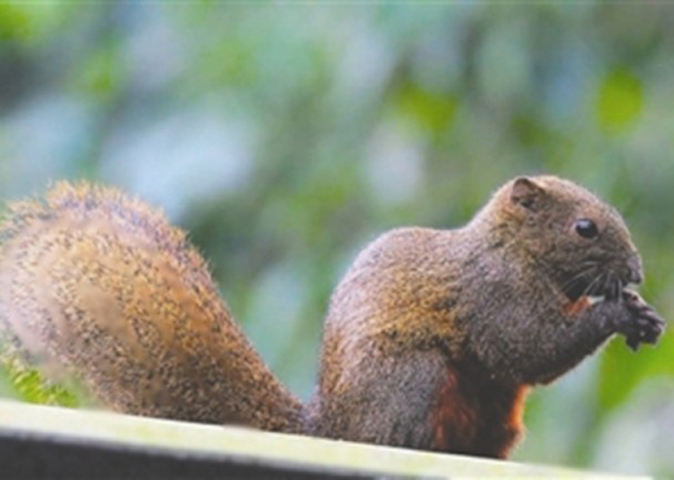 四川眉山市洪雅林場內的柳杉和杉樹的樹皮，成了赤腹松鼠的主要食糧。林場倡滅松鼠以保林業。  網上圖片