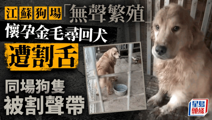 江苏一狗场被揭疑割去狗只的声带。