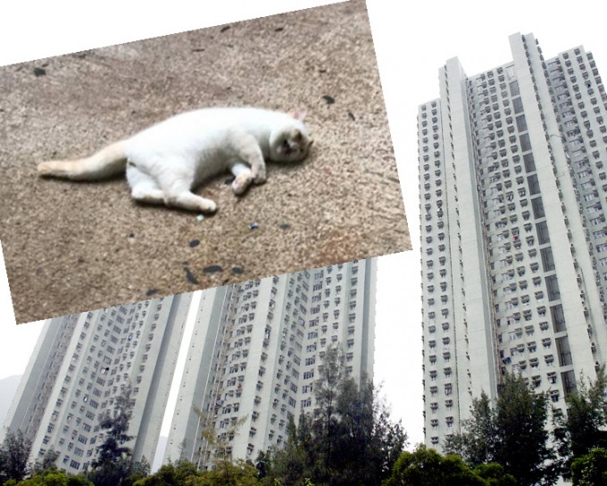 貓咪（小圖）被發現在富寶花園墮斃。fb「天下貓貓一樣貓群組」圖片
