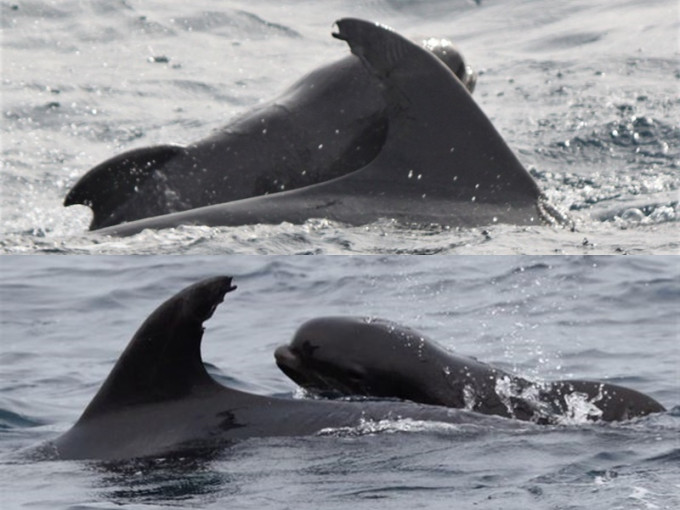 海豚妈妈养育一只领航鲸宝宝令研究人员啧啧称奇。fb