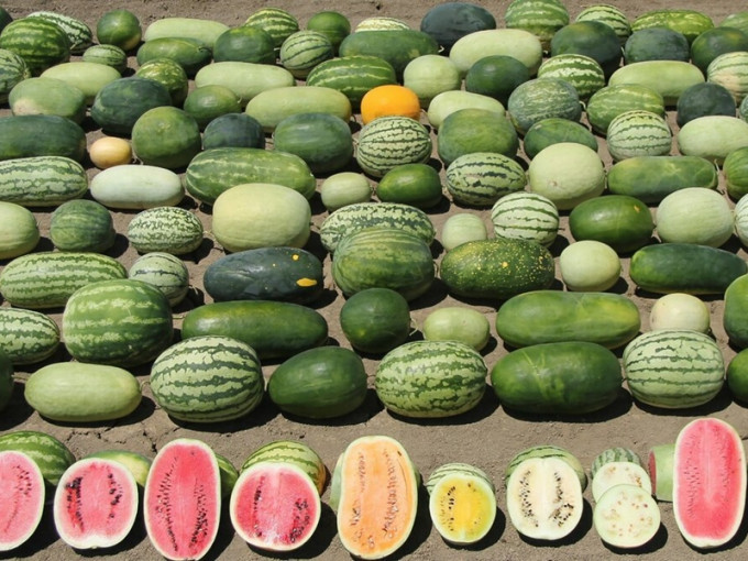 内地有研究团队联同外国的学者，发现西瓜和甜瓜两种水果的驯化历史及果实品质的遗传分子机制。　示意图