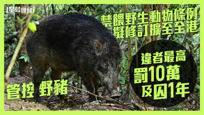 政府建議修例，將現時《野生動物保護條例》中有關「禁止餵飼任何野生動物的地方」擴展至覆蓋全香港，以更有效管控野豬。資料圖片