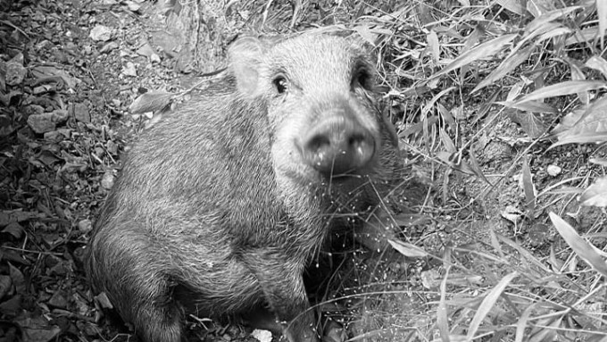兽医认为小野猪不能被完全医治，因此替小野猪进行安乐死。香港野猪关注组FB图片