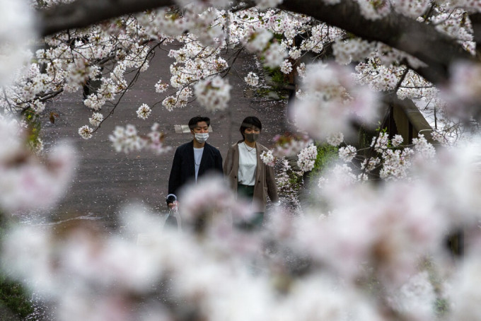 東京的櫻花上周初宣告「滿開」。AP資料圖片