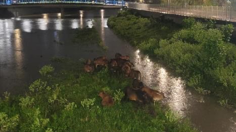 约18只黄牛在上水一河道被困。香港动物报提供图片