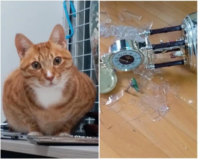 网民饲养的猫打破珍藏30年的钟。网民Rita Ng图片