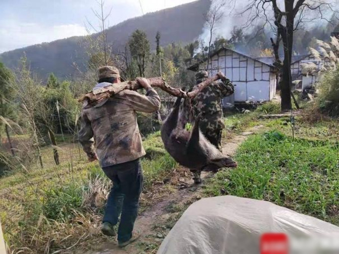 專業捕殺隊2日半只殺了8隻野豬。互聯網圖片