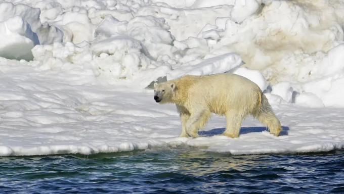 美國阿拉斯一隻北極熊闖入社區狂追村民，一名年輕婦人及她的1歲兒子遇襲喪生。AP資料圖