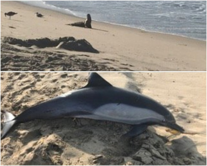 海洋動物拯救組織上載一張海豚伏屍海灘的照片。網圖