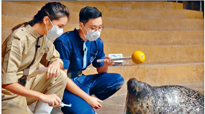 江忞懿（左）化身一日动物护理员，更亲身为斑海豹刷牙。