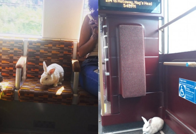 一隻白兔被拍到獨個兒乘坐公共交通工具。網圖