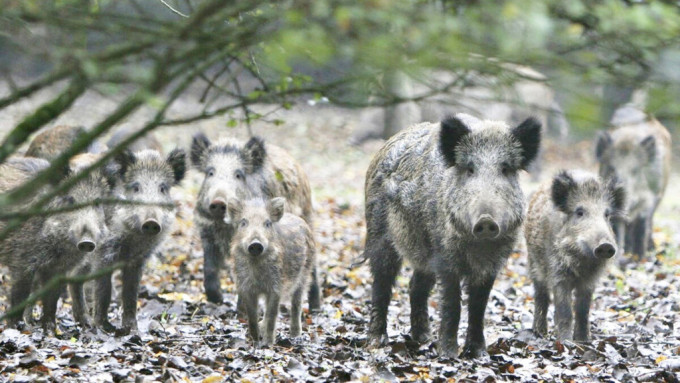 野猪种群数量极高近年不断扩大。