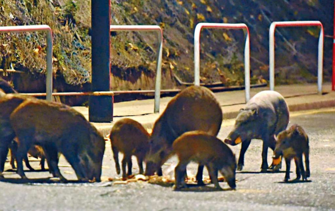 ■野豬繁殖數量快速，過往發生過多次咬傷人事件。