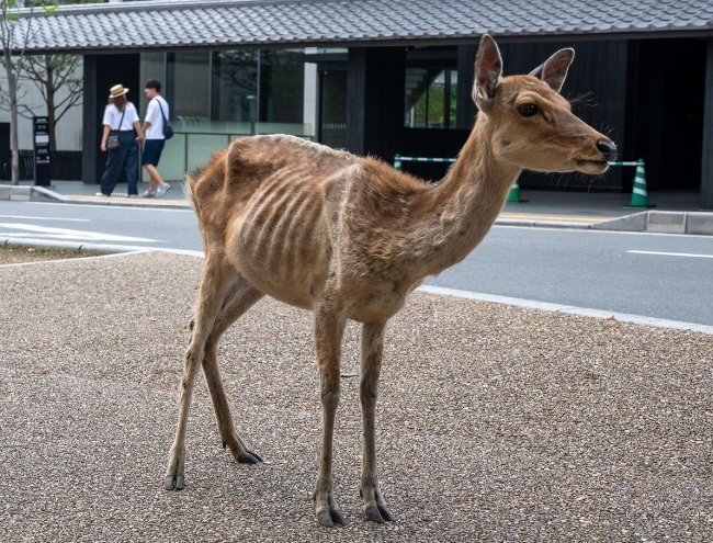 日本奈良公园部分野生鹿瘦到皮包骨。（产经新闻）