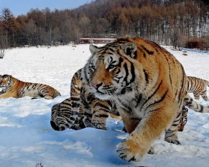 东北虎、豹的繁殖家族数量再创新高。网图