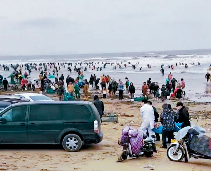 多人冒險到海灘捕撈「海腸」。
