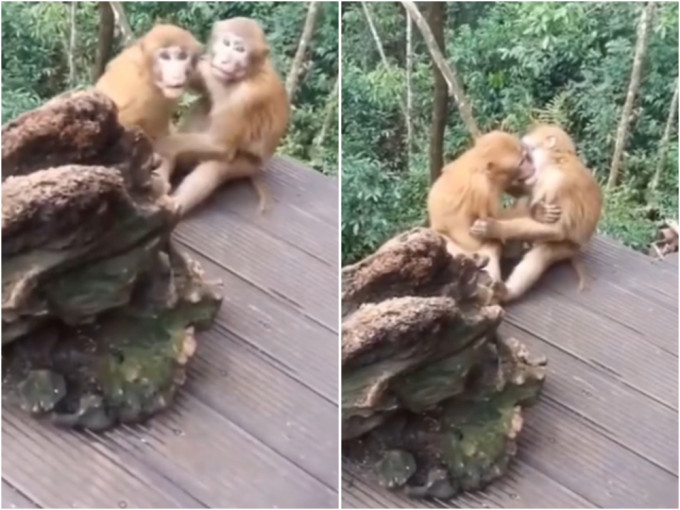 两只猴子山林中忘情接吻，发现被拍后举动笑翻众人。(网图)