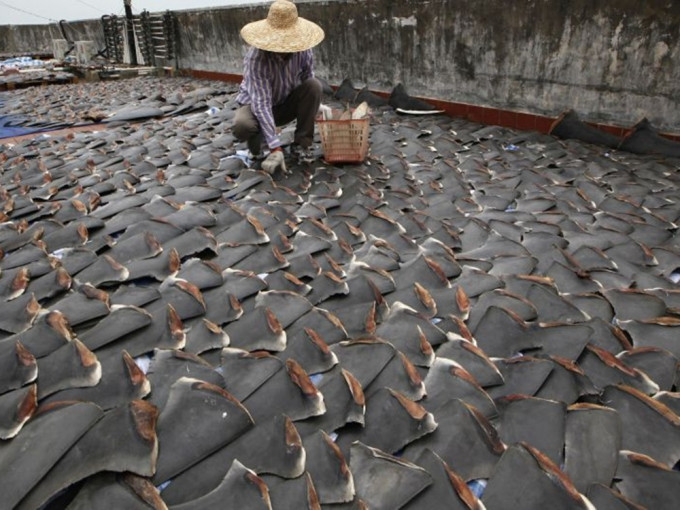 WWF-Hong Kong調查指出全球每年有多達1億條鯊魚被殺害。美聯社資料圖片