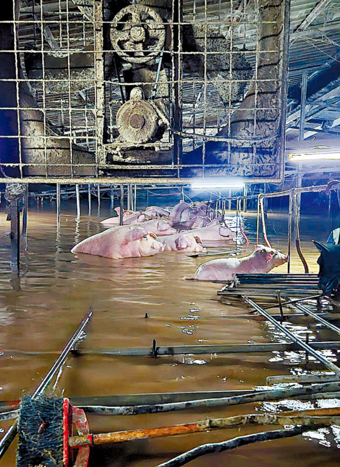 豬農余秋明指前晚傾盆大雨持續不斷，洪水四方八面湧入豬場。