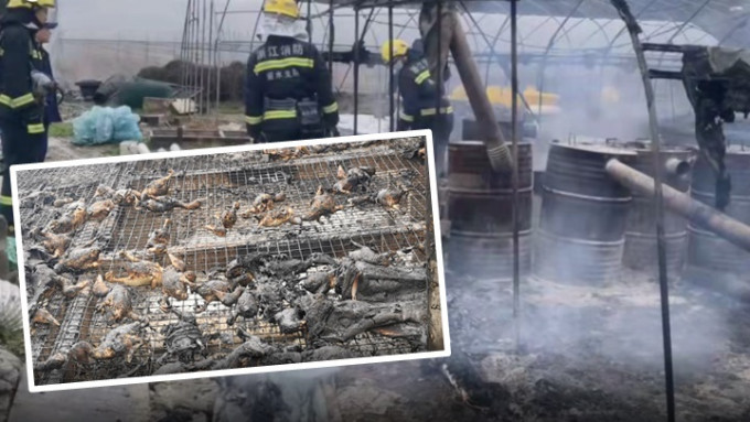 浙江養殖戶用爐不慎釀鴨棚大火，逾千鴨子慘被燒死。網上影片截圖