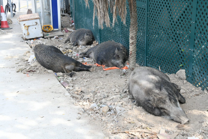 4大1小野猪正在山坡路边沙石地上瞓觉，懒理旁人。杨伟亨摄