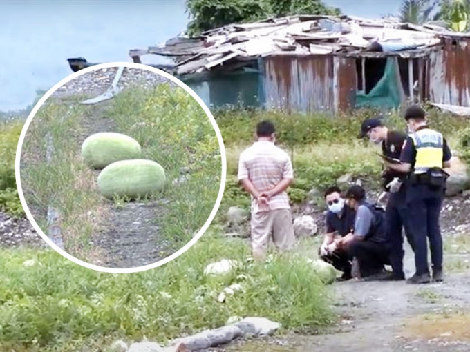 台湾有花莲西瓜田遇窃，500颗西瓜被偷去。网图