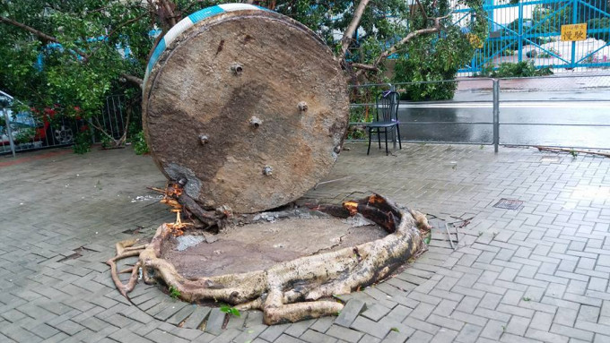 柴湾大榕树倒塌露钢筋。网上图片