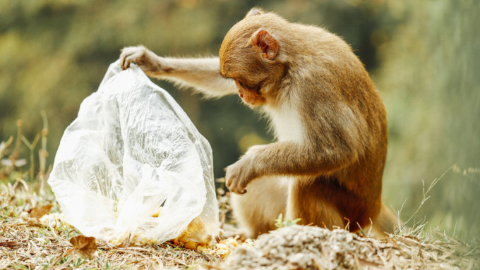 綠色和平研究顯示郊區動物糞便樣本8成半含微塑膠。J J Tsiu提供