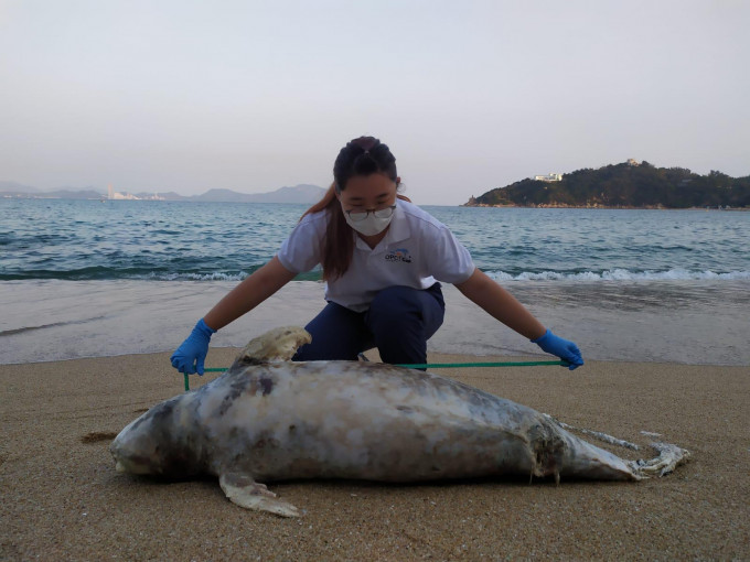 長洲東灣發現一江豚擱淺，為本年度第9宗。香港海洋公園保育基金提供