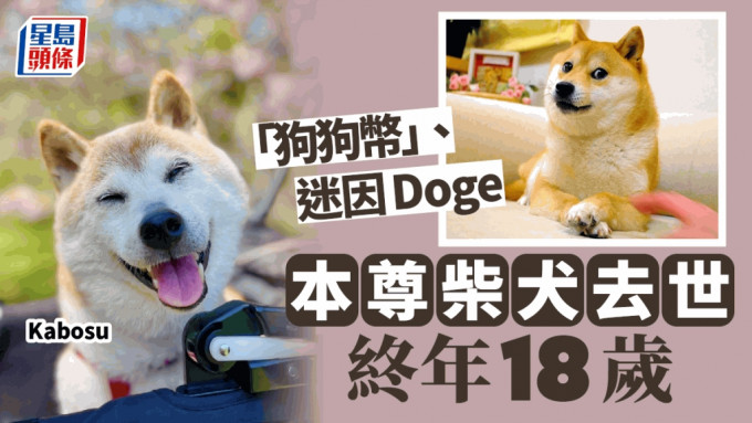 「迷因始祖」Doge本尊柴犬Kabosu過世。