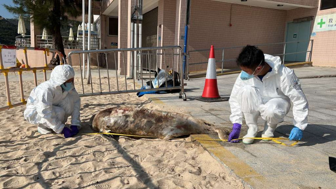 江豚于石澳泳滩被发现。