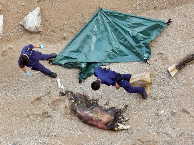 有泳客于沙滩上发现一只无头野猪尸体。