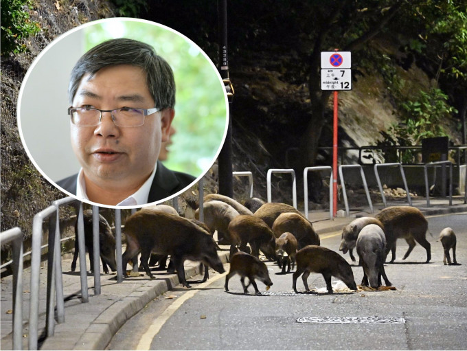 梁肇辉指，当局正研究扩展野猪禁喂区，并提高刑罚。资料图片