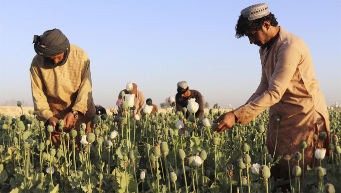 阿富汗下令禁止種植罌粟與毒品交易。AP圖