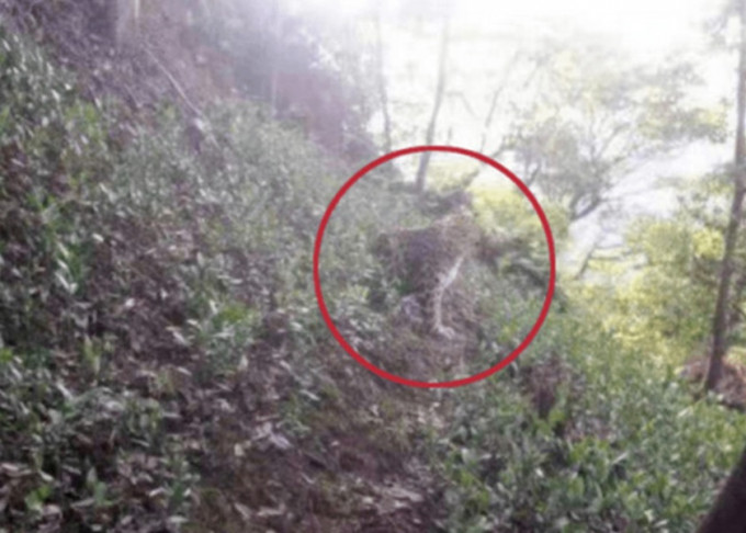 杭州野生动物世界疑有金钱豹逃出。影片截图