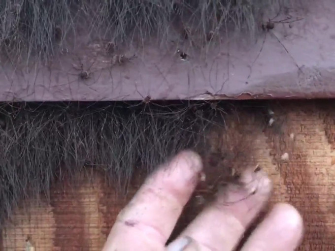 家中暖气排风口有不明的怪黑毛，伸手一碰，发现原来是成千上万的蜘蛛聚集在一起。（网图）