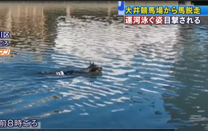 马匹跳落京滨运河畅泳。 影片截图